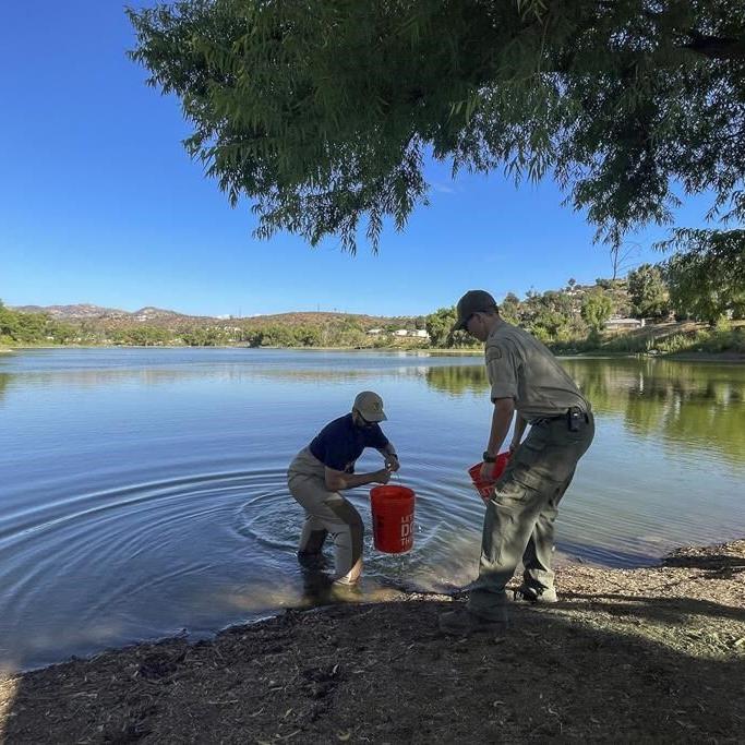 California aims to introduce more anglers to native warm-water tolerant sunfish as planet heats up